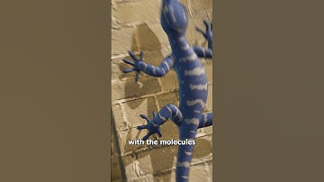How Geckos Can Stick To Walls 🤔
