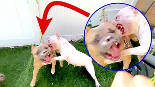 MY MICRO BULLYS FOUGHT ON CAMERA SMH 🤦🏻‍♂️