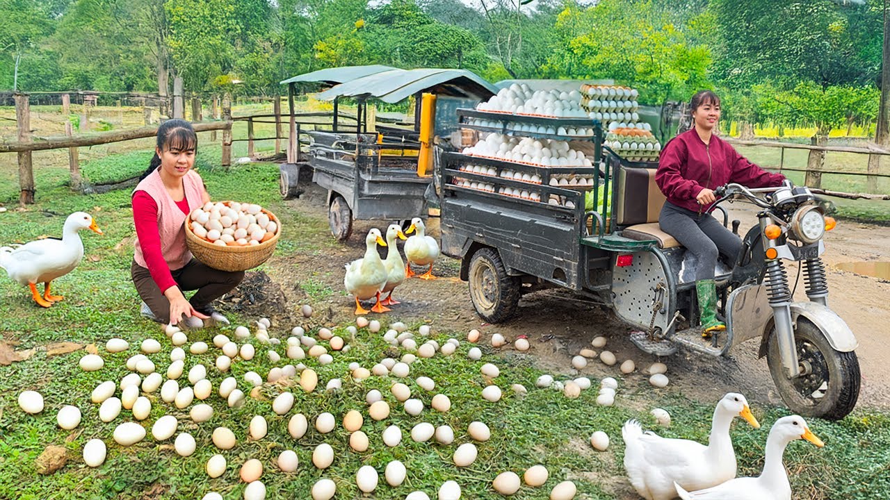 Rewind Timelapse - Harvest Many Duck Eggs In Nest And Transport Go To Market Sell | Phương Farm TV