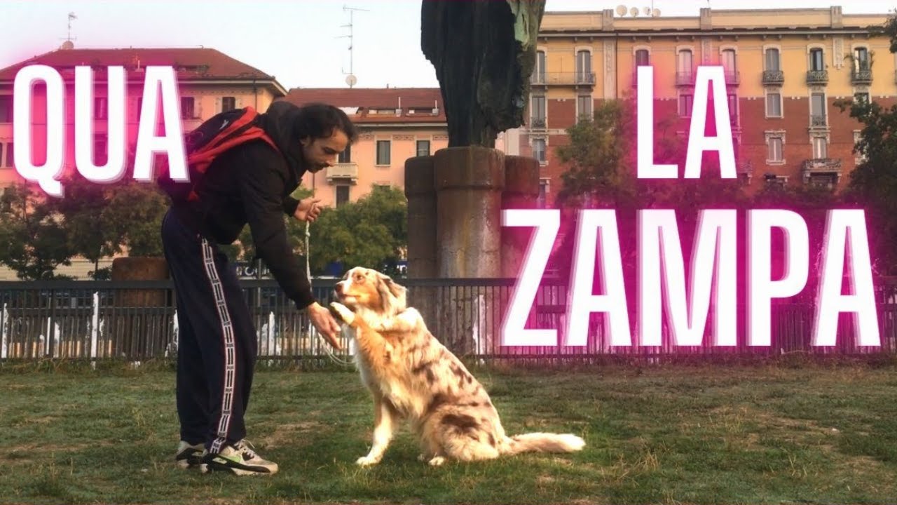 come INSEGNARE al CANE a DARE la ZAMPA...o il CINQUE!! YouTube