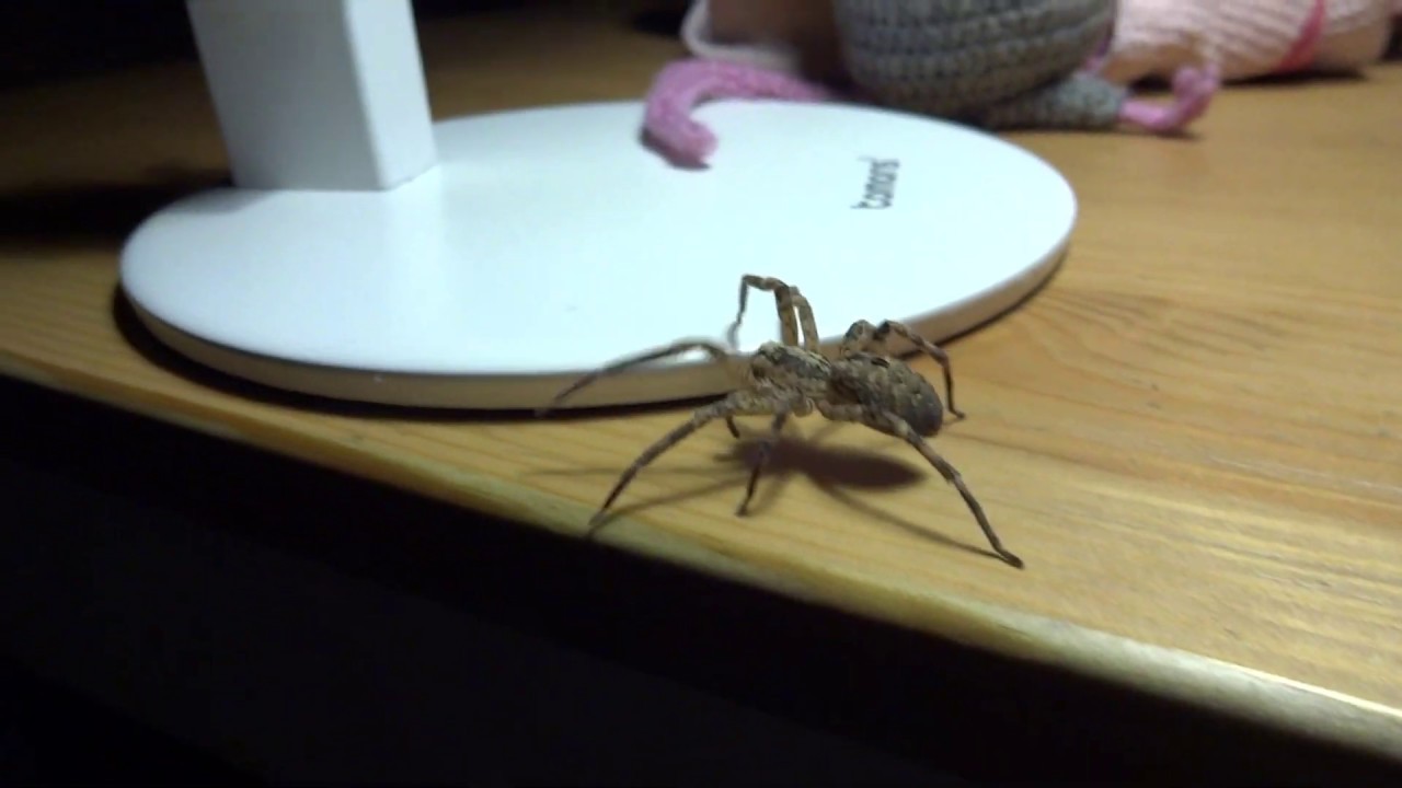 Domestic Wild Life in Euronat