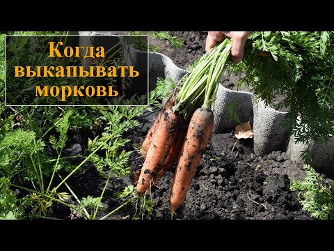 Когда копать морковь