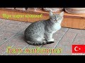 [720p] Котики и люди: перемирие котиков - день животных (4 октября)
