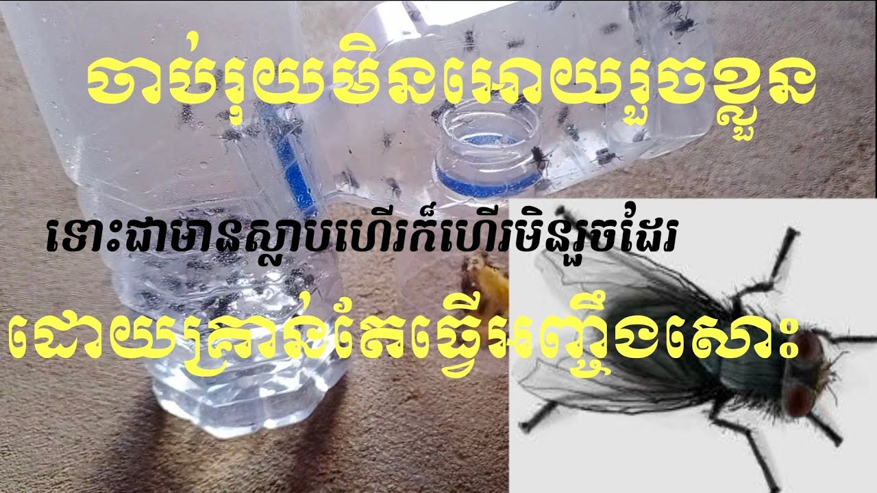 វិធីចាប់រុយបានយ៉ាងងាយ ដោយប្រើប្រាស់ឧបករណ៍នេះ///How to catch flies