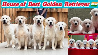 India's Best Golden Retriever Puppies of Murchana Barooah || @BessiesKennel #dog #puppy