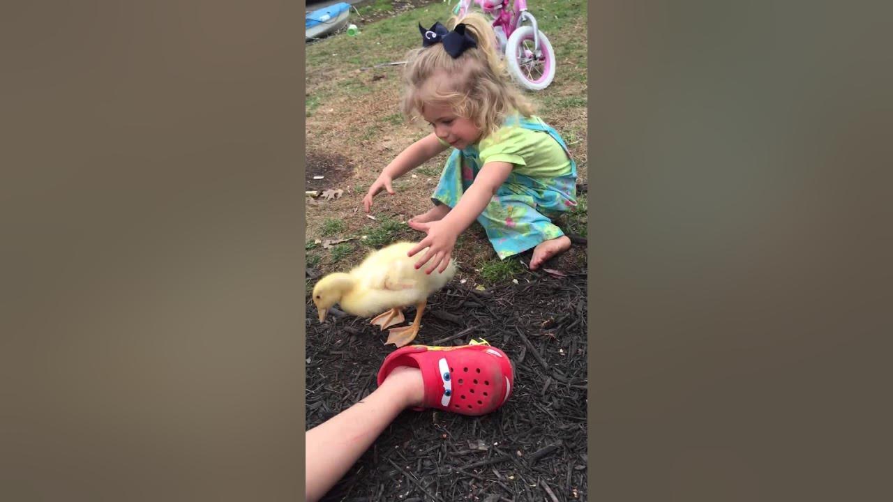 Playing with baby ducks YouTube