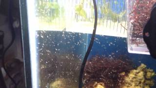 Larve Di Palaemon Serratus Appena Schiuse