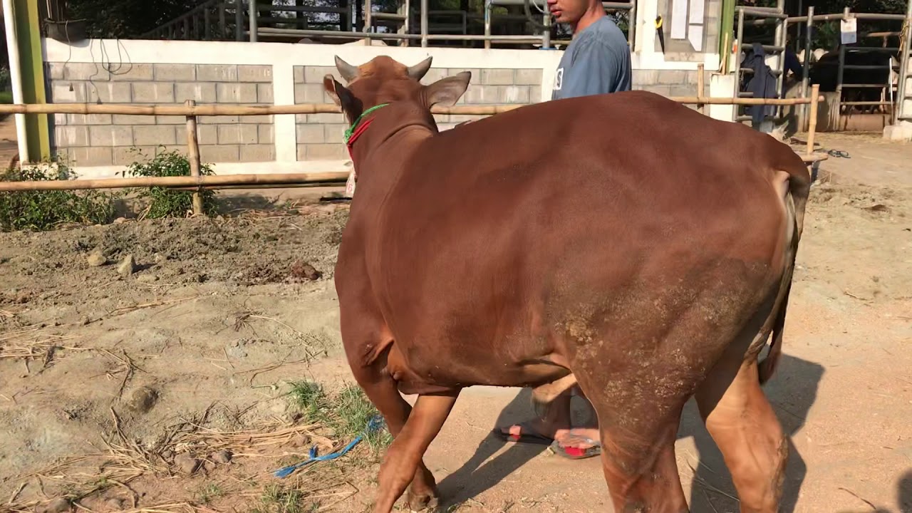 SAPI MADURA 275 KG - YouTube