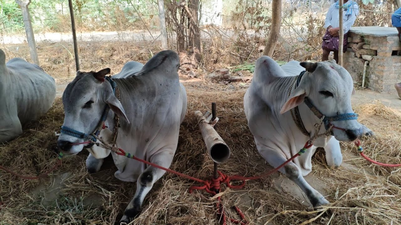 ఆకుల గణపవరం సీనియర్స్ విభాగం వచ్చిన  కాసాన్నేని రాజా చౌదరి గారు కృష్ణ జిల్లా 