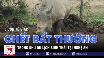 6 con tê giác chết bất thường trong khu du lịch sinh thái tại Nghệ An - VNEWS