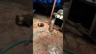 Carne Asada Southwest Tucson Arizona Style With The Salas Family.