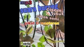 suara burung ciblek semi ribut. Pikat burung ciblek semi~ A3A celoteh official