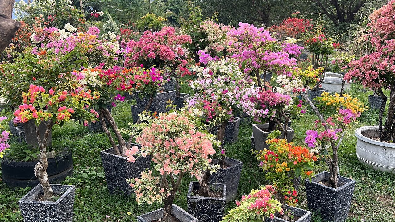 Beautiful Grafted Bougainvillea and Rooted Bougainvillea