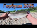 Рыбалка на Горбушу 2025.