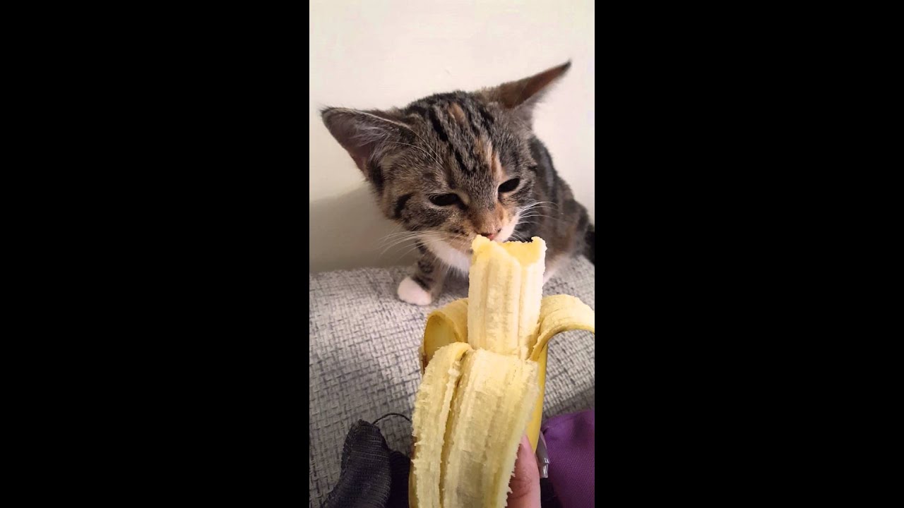 Cute kitten growling while eating banana - YouTube