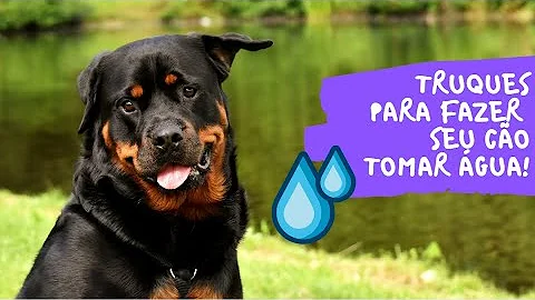Quanto de água um cachorro deve tomar por dia?