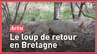 Exclusif : il découvre un loup en Bretagne