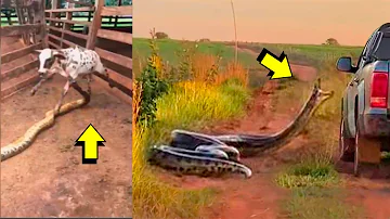 ¿Cómo es el ataque de una anaconda?