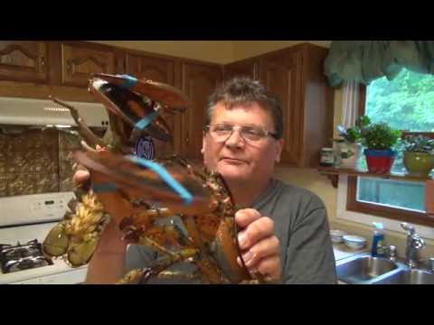 Wideo: Gdzie jest worek na homary?