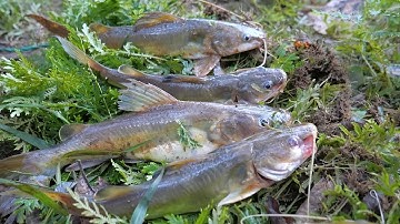 Cắm câu cá lăng đêm, thăm câu đêm ở suối nước lớn ✅