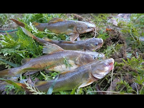 Video Cắm câu cá lăng đêm, thăm câu đêm ở suối nước lớn ✅ - youtube