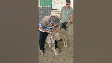 احلي مطبلاتي في الدنيا 01065811703 ـ 01204328217 