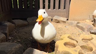 Chatting With Our Pet Call Duck Piko.