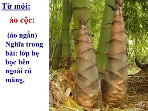 Tập đọc: Tre Việt Nam - Tiết 29
