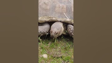 Shipwreck Ice Cream in Sandwich Mass. & Turtles | #turtles #icecream #capecod