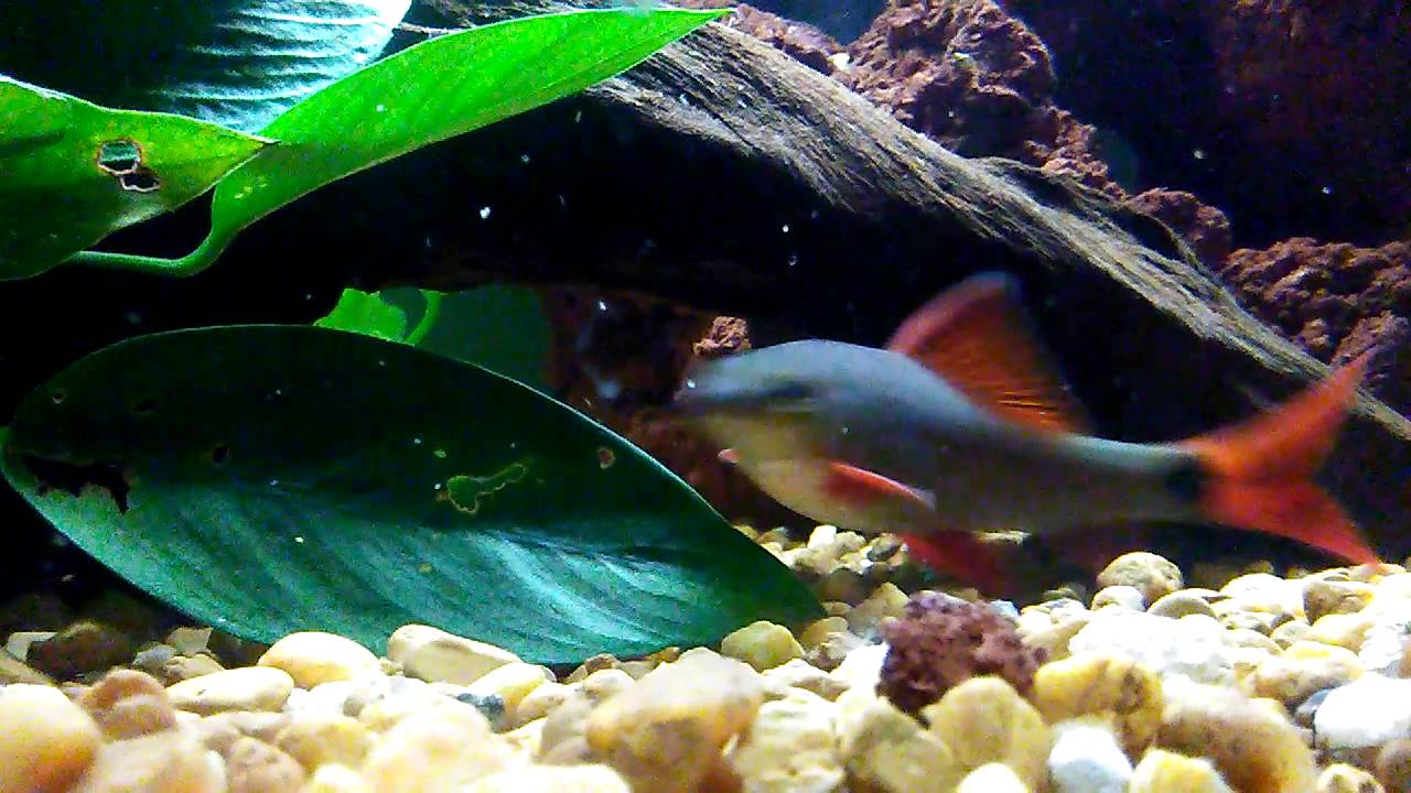 Our Adult Rainbow Shark Youtube