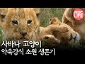 Group hunting Lions - Hunters-Wildlife Predators, #04, 사자, 가족끼리 협력하라