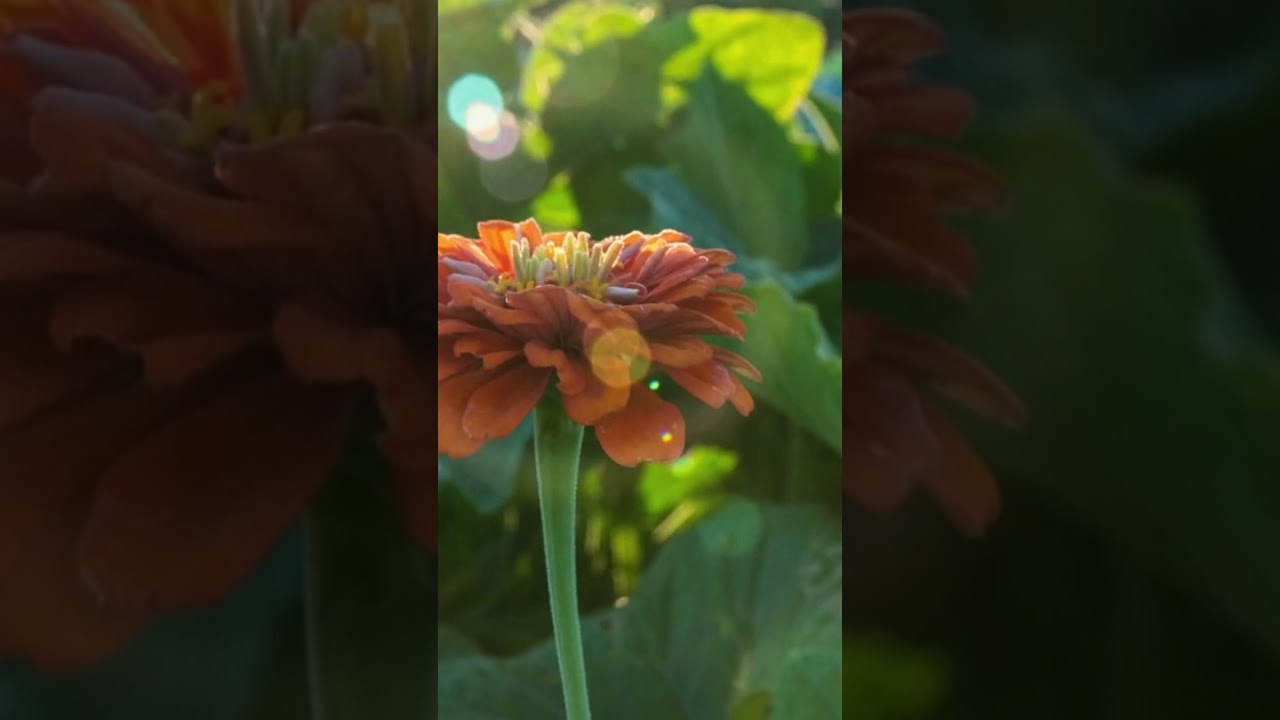 How to grow food in Central Oregon 