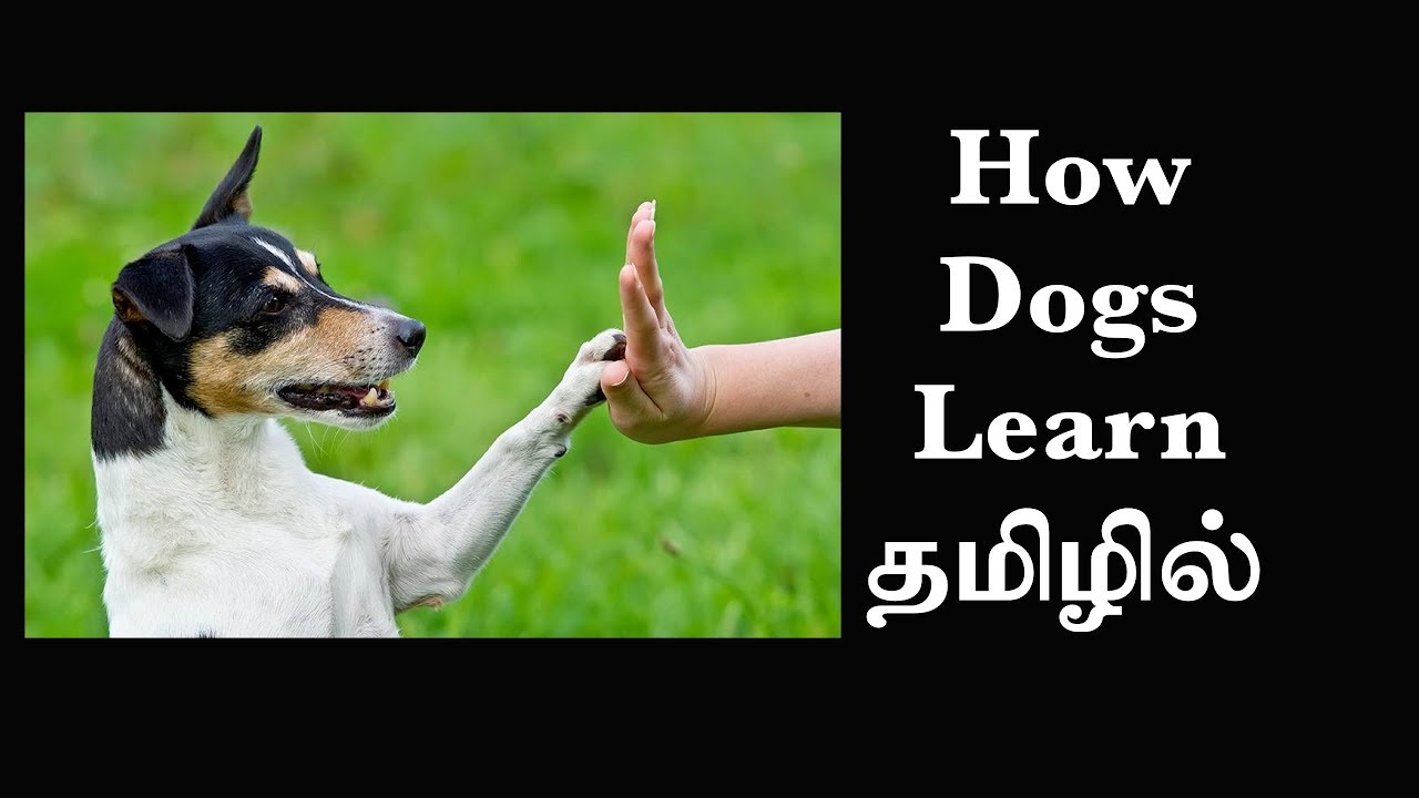 How we Learn, Classical Conditioning by Ivan Pavlov (EP21) Basic