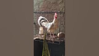 Ayam Kekok Asli Madura......Salah Satu Jenis ayam Seni suara Nusantara