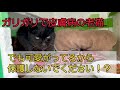 ガリガリに痩せた猫を見つけたから、後をつけてみた