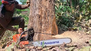 Indonesia's Best Quality Teak! Cut Teak Trees Quickly & Easily