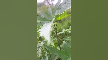 Thumbnail of I Owe My Life to This Miracle Herb🌿 | Doctor Rekha | #Rheumatism #AyurvedicHealing #CastorOil