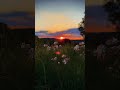 aaja aaja (jaani jaani dushman movie) hindi song nature status video (4k HD video) #viralshorts