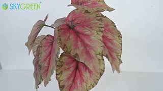 Artificial Plants With White Linear Pot | SN-3