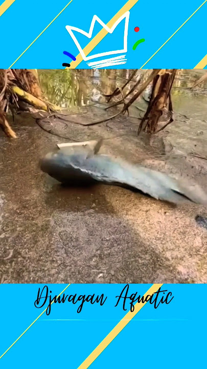 ikan betik ikan betok #ikanhias #aquarium #ikan #kolam #aquascape #fish #fishtank #ikanbetok #betok