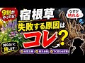 【9割が知らない】宿根草が枯れる原因、実は“コレ”でした…