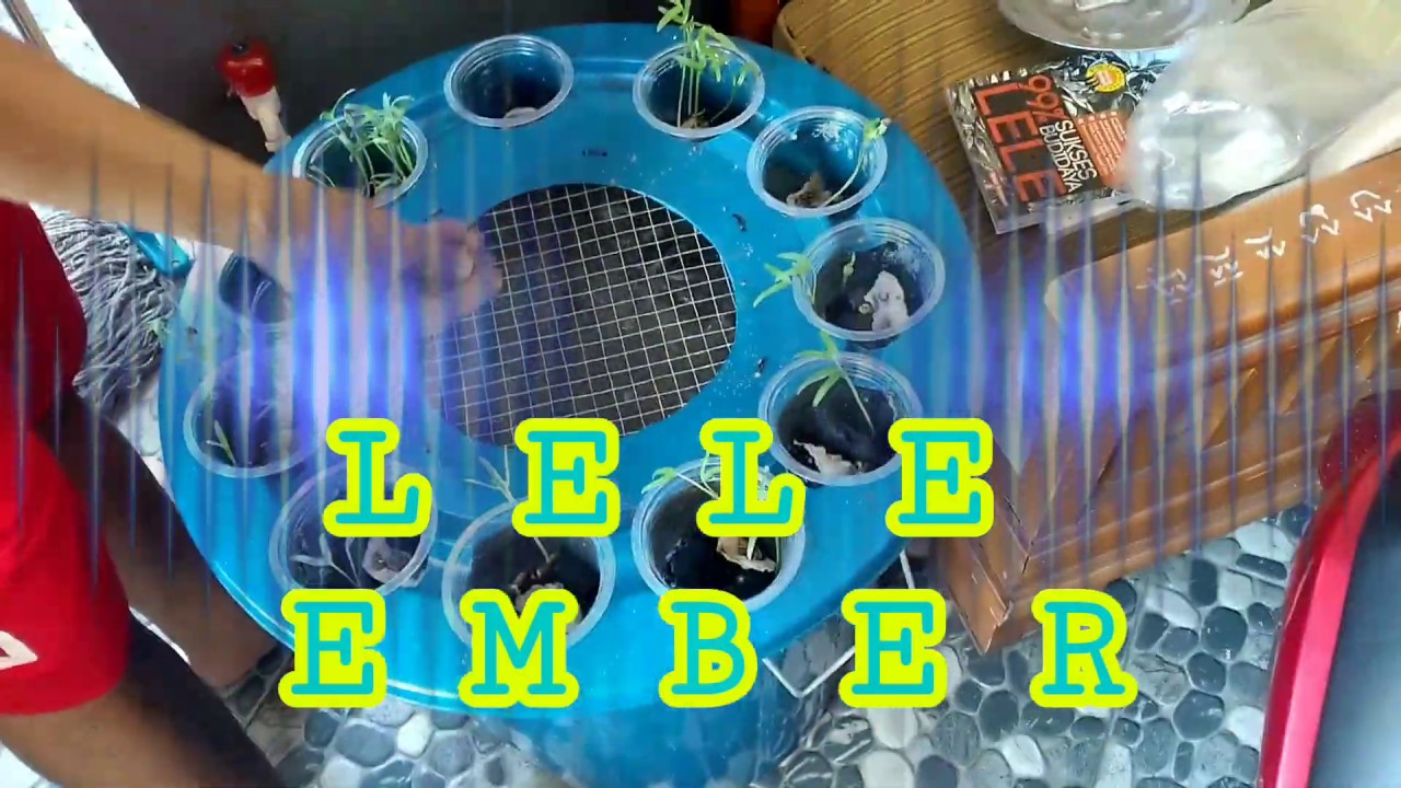 Lele Ember 