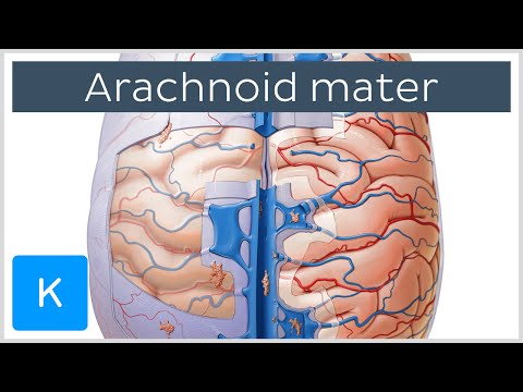 Video: Sammensætning Af Lipocalin-type Prostaglandin D-syntase Med Uforholdsmæssigt Forstørret Subarachnoid-rum I Idiopatisk Normalt Tryk Hydrocephalus