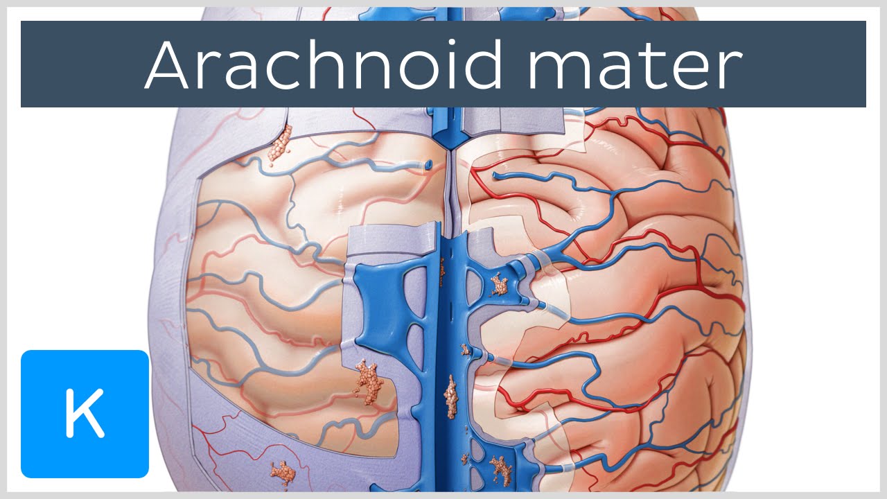 Arachnoid Mater Brain Layer - Human Anatomy | Kenhub - YouTube