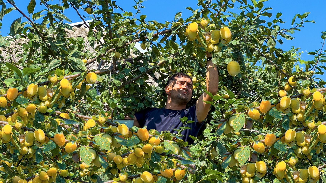 From Tree to Table! 🌳🍒 Grandma Harvesting Fresh Plums & Cooking Village Köfte Meatballs 🔥