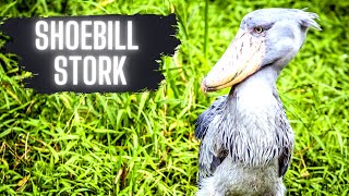 Shoebill Stork - Strangest Bird Best Clips