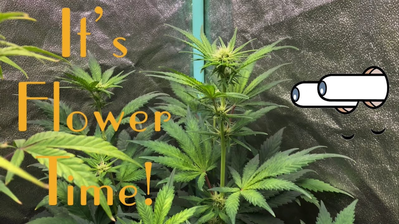 Growing mephisto autoflowers with Grow Dots And Blumats! Flower time