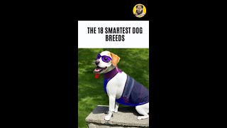 The Top The 18 Smartest Dog Breeds😍 by DogLove 24 197 views 1 year ago 1 minute, 36 seconds