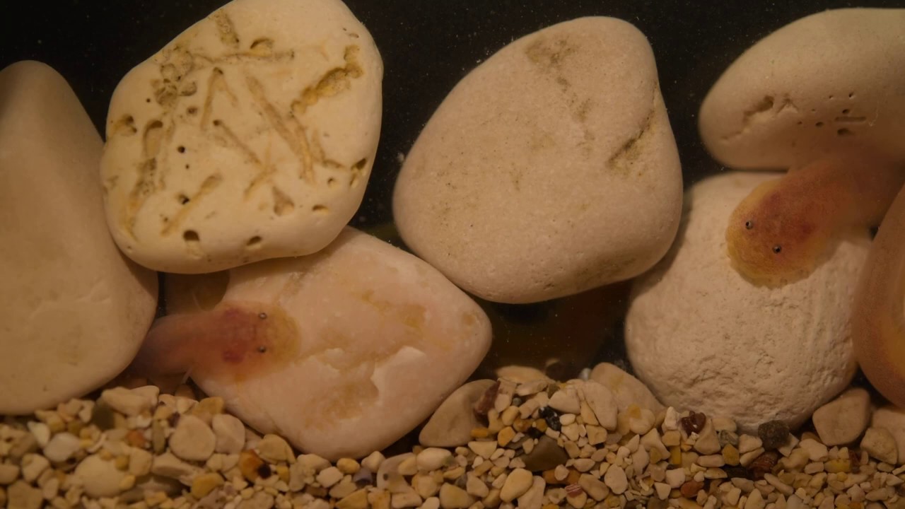 Clingfish Gouania pigra in pebble beaches of the Adriatic Sea (Aquarium video)