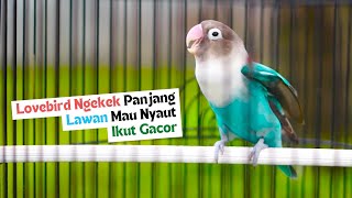 Lovebird Ngekek Panjang! Masteran Handal Bikin Labet Mana Saja Respon Mau Gacor